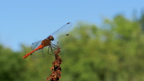Rote Libelle auf einem Zweig auf grünem Pflanzenhintergrund — Stockvideo