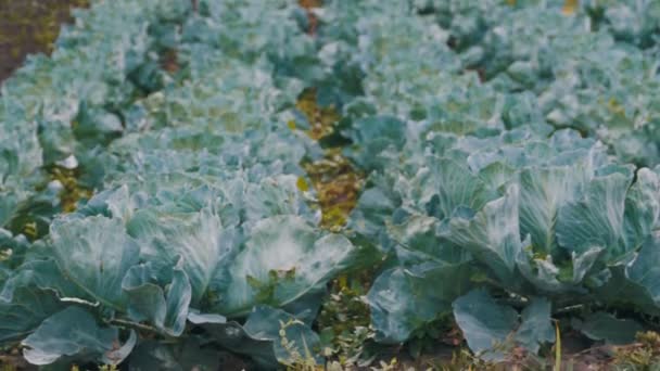 La col joven crece en el campo del granjero — Vídeos de Stock