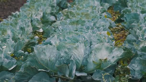 Young Cabbage Grows in the Farmer Field — Stock Video