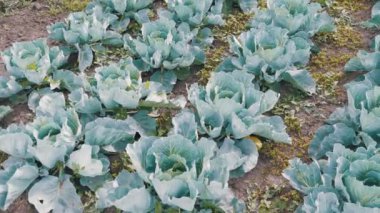 Çiftçi alanında genç lahana yetişir