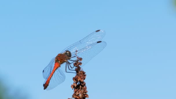 Libélula roja en una rama en el fondo azul del cielo — Vídeo de stock