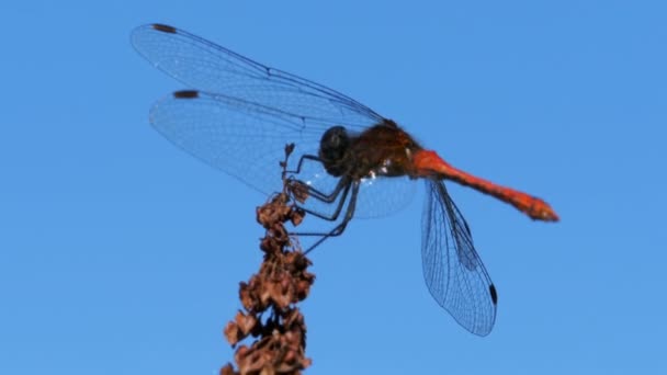 Червоний Dragonfly на гілці на фоні синього неба — стокове відео