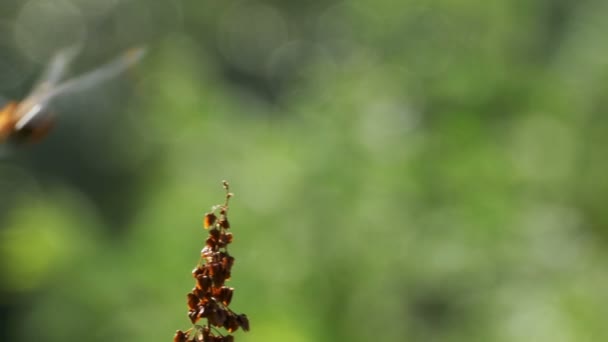 Красная стрекоза на ветке на фоне зеленых растений — стоковое видео
