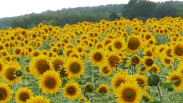 Girassóis no campo balançando ao vento. Movimento lento — Vídeo de Stock