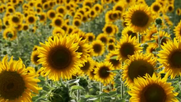 Sonnenblumen auf dem Feld schwanken im Wind — Stockvideo