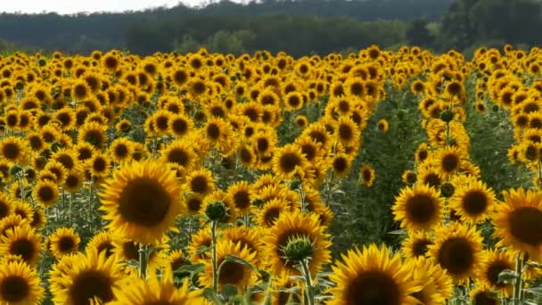 Tournesols dans le champ Balancer dans le vent