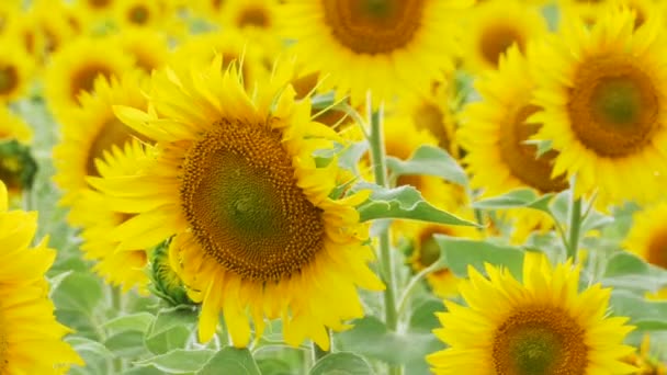 Tournesols dans le champ Balancer dans le vent