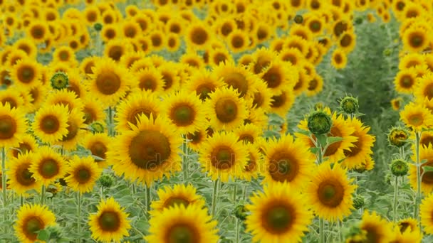 Tournesols dans le champ Balancer dans le vent
