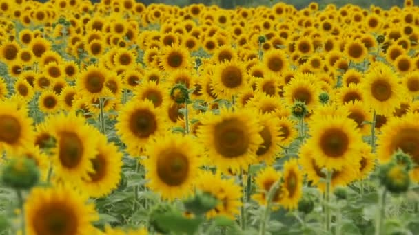 Girasoles en el campo balanceándose en el viento. Moción lenta — Vídeo de stock