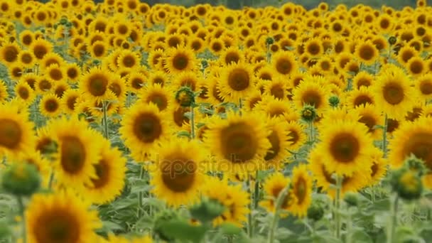 Sunflowers in the Field Swaying in the Wind. Slow Motion