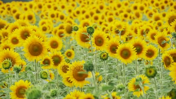 Tournesols dans le champ Balançant dans le vent. Mouvement lent 