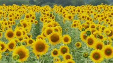 Tarladaki ayçiçekleri Rüzgarda sallanıyor