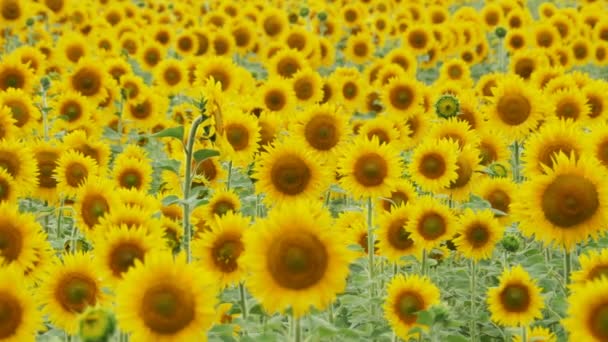 Sonnenblumen auf dem Feld schwanken im Wind — Stockvideo