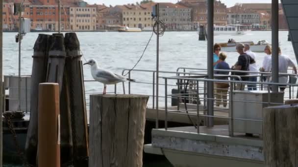 Gaivota sentada na doca no fundo do Grande Canal em Veneza — Vídeo de Stock