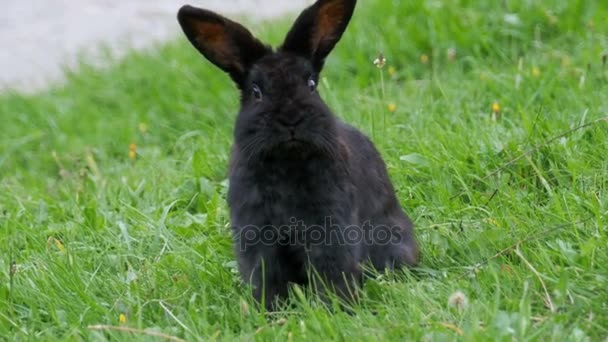 Conejo negro sentado en un césped verde en las montañas alpinas — Vídeos de Stock