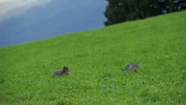 Due piccoli gatti grigi giocosi giocano e corrono su un'erba verde nelle montagne dell'Austria. Rallentatore — Video Stock