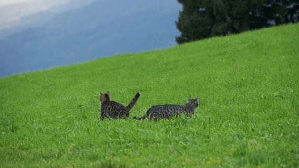 Twee kleine speelse grijze katten spelen en draaien op een groene weide in de bergen van Oostenrijk. Slow Motion — Stockvideo