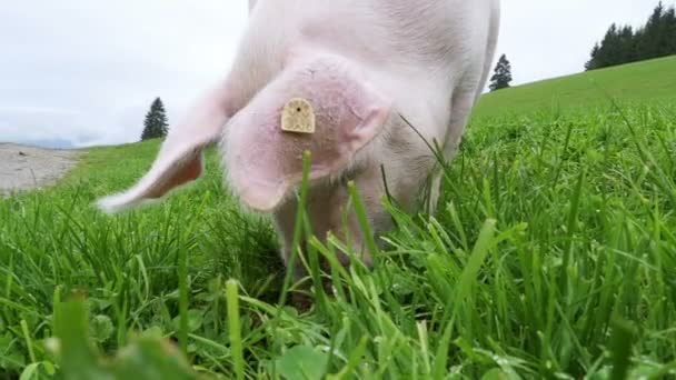 Pink Pig Walks and Eats Roots em um prado verde nas montanhas da Áustria — Vídeo de Stock