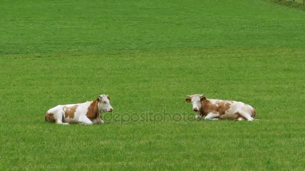 Las vacas yacen sobre la hierba verde en el pasto de las montañas alpinas — Vídeos de Stock