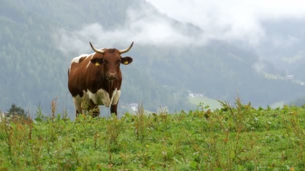 Krowy pasą się na górskich pastwiskach w tle alpejskich gór — Wideo stockowe