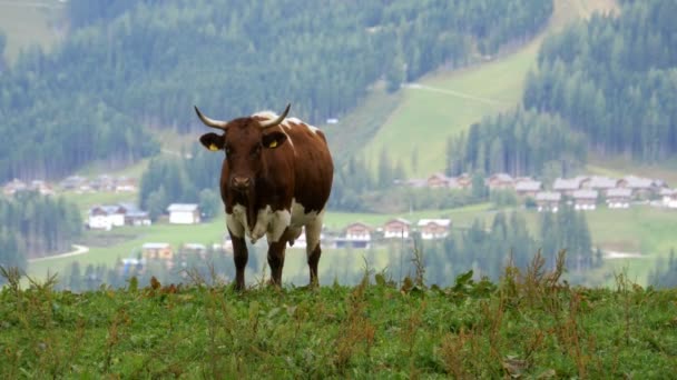 Krowy pasą się na górskich pastwiskach w tle alpejskich gór — Wideo stockowe