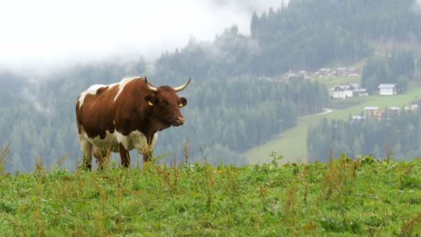 Las vacas pastan en un pasto de montaña en el fondo de las montañas alpinas — Vídeos de Stock