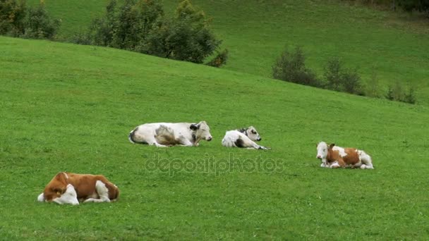 Kühe liegen auf dem grünen Gras auf der Alm der Berge — Stockvideo