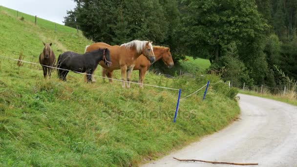 The Horses Graze on a Green Meadow in the Alpine Mountains. — Stock Video