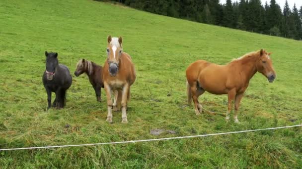 La manía de los caballos en un prado verde en las montañas alpinas . — Vídeo de stock