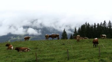 Bir dağ emekliye Alp Dağları arka planda üzerinde inek otlatmak