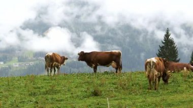 Bir dağ emekliye Alp Dağları arka planda üzerinde inek otlatmak