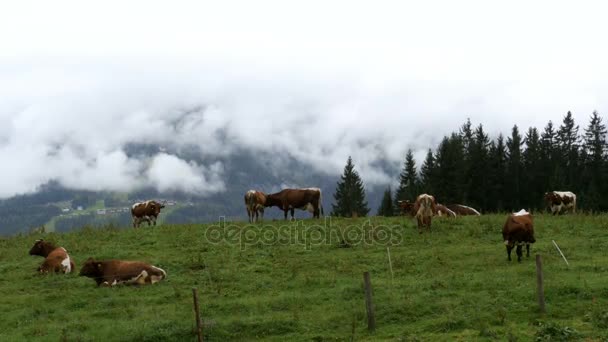알프스 산맥의 배경에서 산 목장에 방목 소 — 비디오