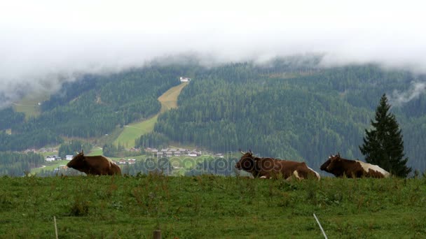 La manía de las vacas en un prado de montaña en el fondo de las montañas alpinas — Vídeo de stock