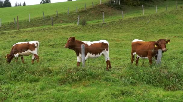Las vacas pastan en un pasto de montaña en el fondo de las montañas alpinas — Vídeo de stock