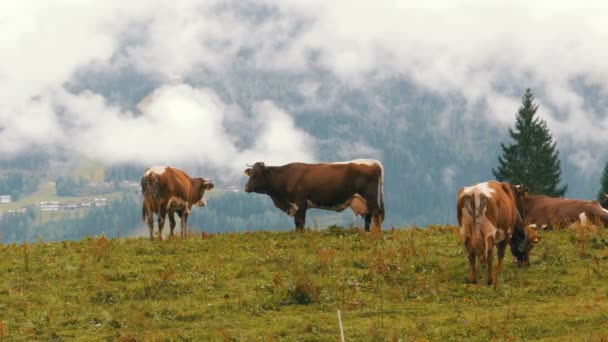 Οι αγελάδες βόσκουν σε ένα λιβάδι στο βουνό στο παρασκήνιο των αλπικών βουνών — Αρχείο Βίντεο