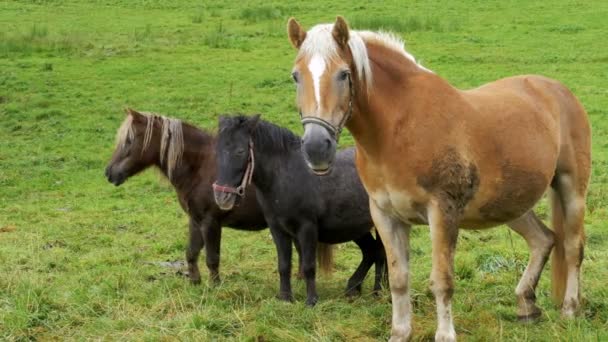 Konie pasą się na zielony łąka w górach alpejskich. — Wideo stockowe