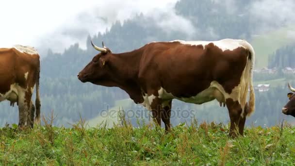 Коровы пасутся на горном пастбище на фоне альпийских гор — стоковое видео