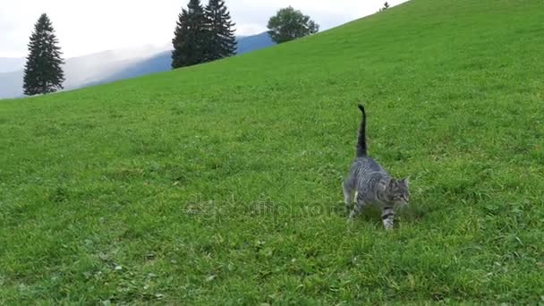 Két kis játékos szürke macska játszani, és fuss a hegyek Ausztria zöld füvön. Lassú mozgás — Stock videók