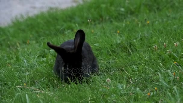 Черный кролик, сидящий на зеленой лавке в горах — стоковое видео