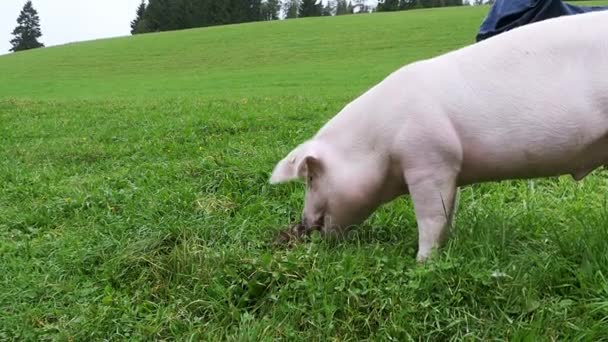 Pink Pig Walks and Eats Roots su un prato verde tra le montagne dell'Austria — Video Stock