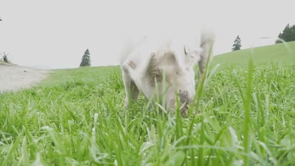 Розовая свинья ходит и ест корни на зеленом лугу в горах Австрии — стоковое видео