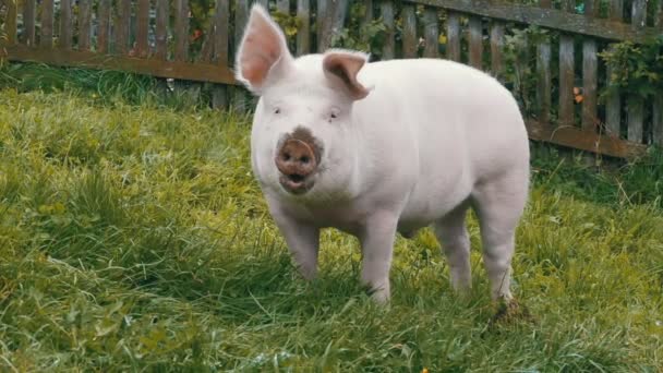 Розовая свинья ходит и ест корни на зеленом лугу в горах Австрии — стоковое видео
