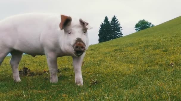 ピンクのブタが歩くし、オーストリアの山の緑の牧草地の根を食べる — ストック動画