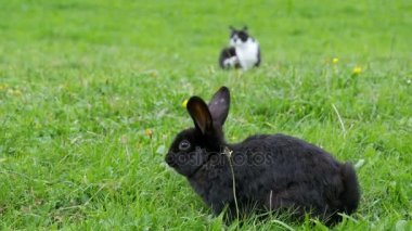 Siyah tavşan ve Alp Dağları'nda yeşil Çimenlikte oturan bir kedi