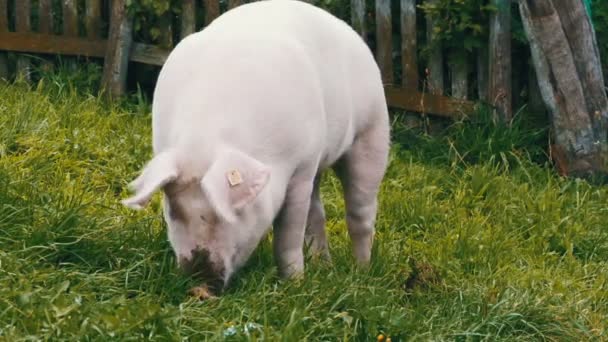 El cerdo rosa camina y come raíces en un prado verde en las montañas de Austria — Vídeo de stock