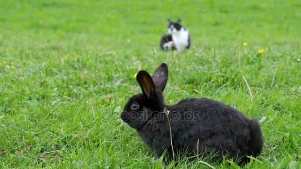 Conejo negro y un gato sentado en el césped verde en las montañas alpinas — Vídeo de stock