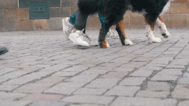 Piernas de multitudes y perros paseando por el paso peatonal en cámara lenta — Vídeos de Stock