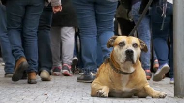 Kaldırımda ve sahibi bekleyen zavallı köpek. Kalabalık kayıtsız insanlar geçip bacaklar