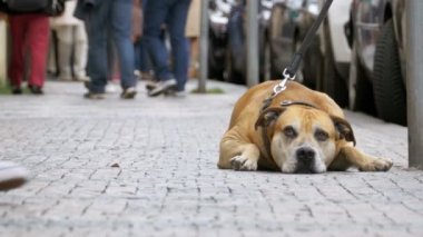 Kayıtsız kalabalık sokakta insanlar üzgün, geçip sadık köpek bağlı