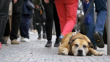 Kaldırımda ve sahibi bekleyen talihsiz sadık köpek. Kalabalık kayıtsız insanlar geçip bacaklar
